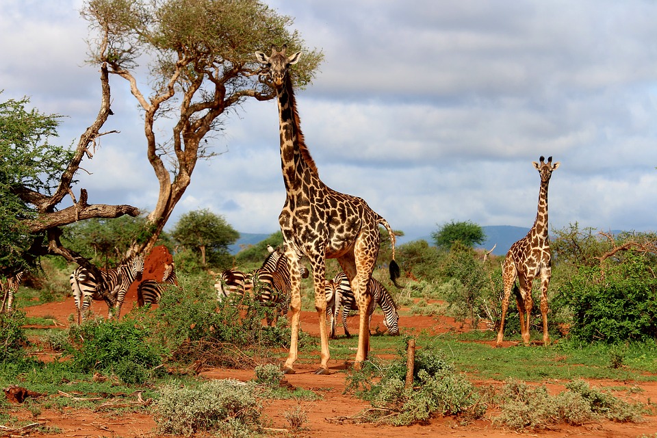 Сафари в Танзании: когда ехать и что взять с собой на сафари в Африку?