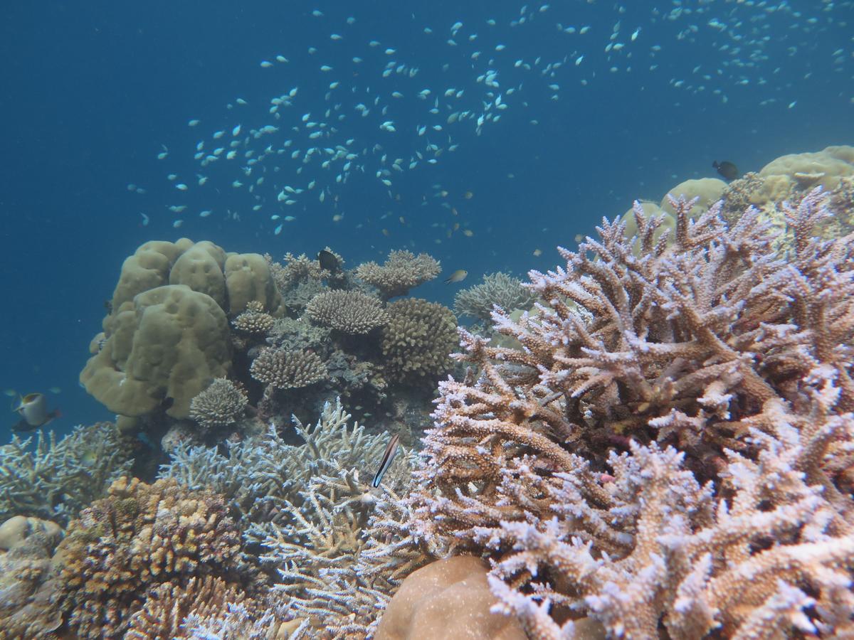 Лучший коралловый риф. Черепаший риф Мальдивы. Мальдивы снорклинг риф. Коралловые рифы Мальдивы снорклинг. Живой риф на Мальдивах.