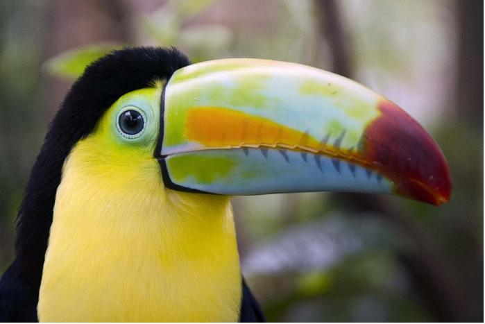 В Коста-Рике туристам запретят делать селфи с дикими животными