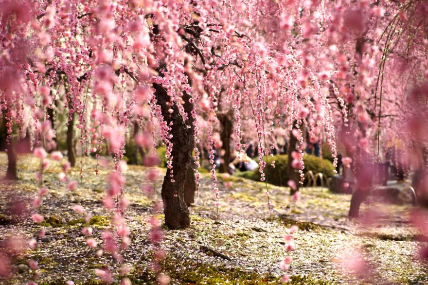 Япония: цветение сакуры