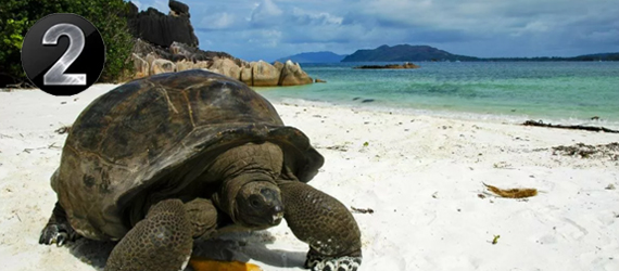 черепахи острова Праслина